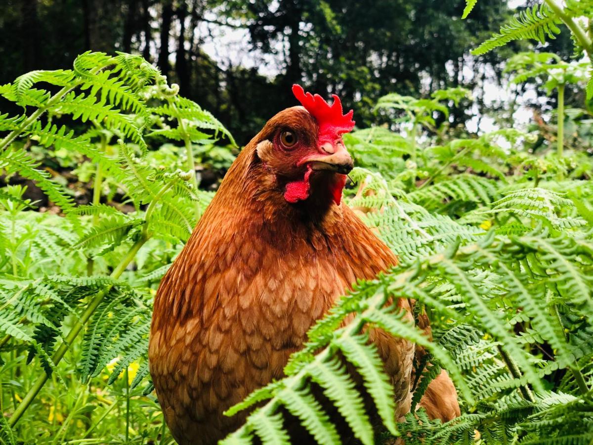 Quinta Pereirinha Farm - A Private 3 Bedroom Vacation Home, Close To Hiking W Ocean Views - Pico Island, Azores São Roque do Pico المظهر الخارجي الصورة